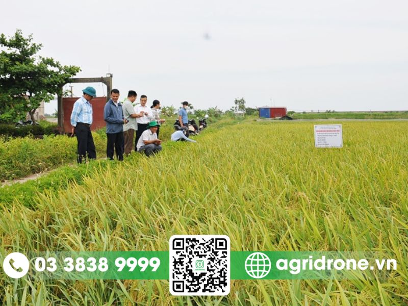 Các giống lúa mùa phổ biến tại Việt Nam