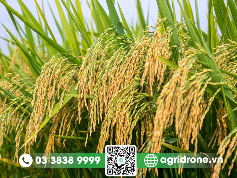 Tập trung vào các giống lúa chất lượng cao cho vụ đông xuân
