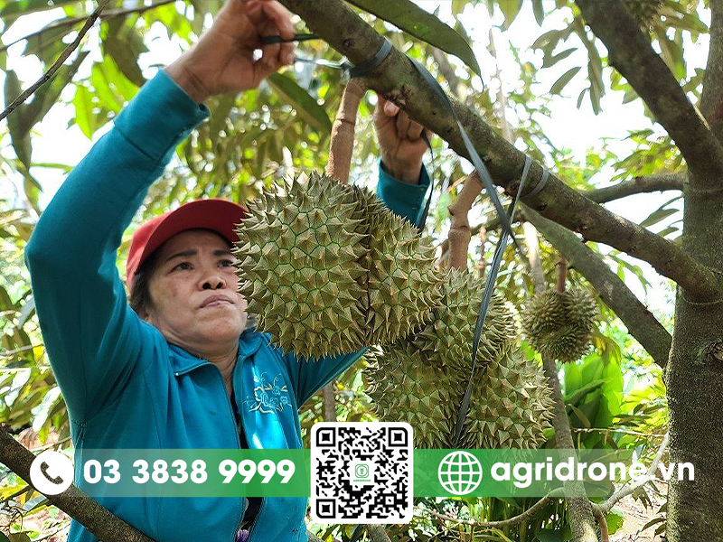 cach-cot-trai-sau-rieng-1
