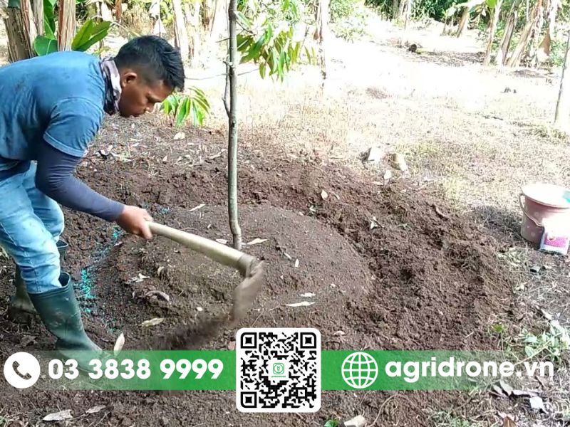 5 phương pháp bón phân cho chôm chôm tăng năng suất, trái to đều 2 5 phương pháp bón phân cây chôm chôm đạt hiệu quả cao