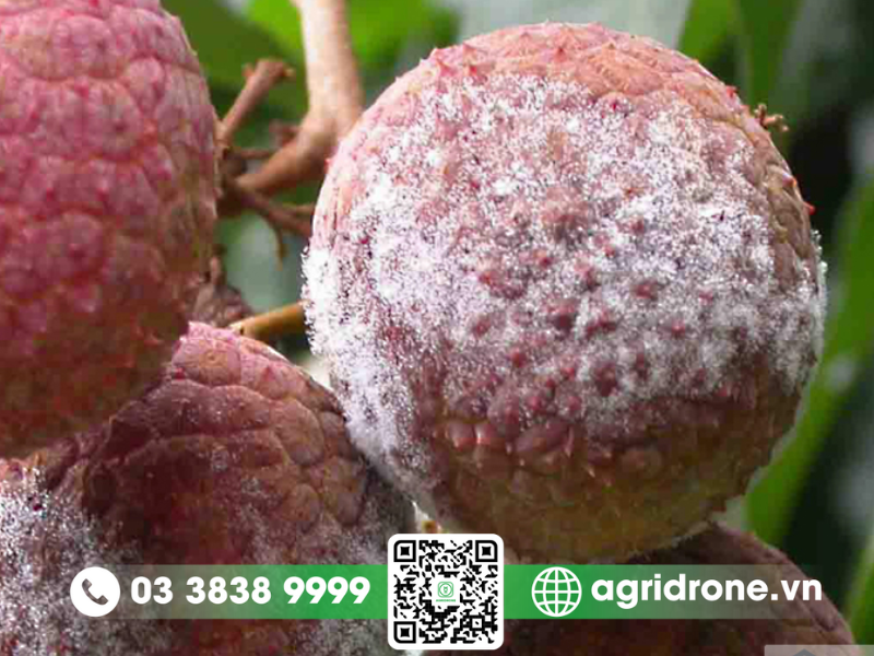 Nguyên nhân gây bệnh mốc sương mai ở nhãn, vải