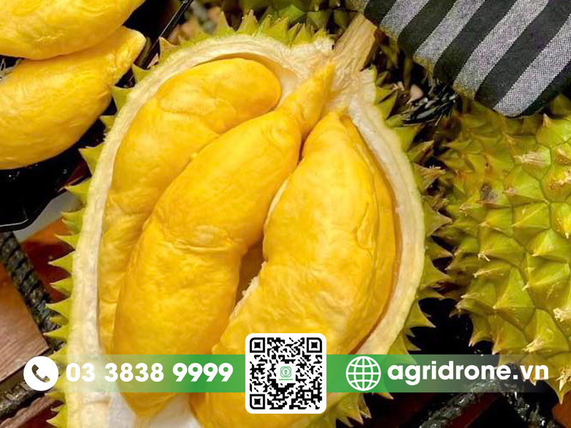 sau rieng 9 phe gia bao nhieu 2