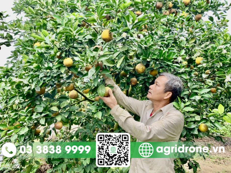 Các biện pháp phòng ngừa bệnh đốm lá