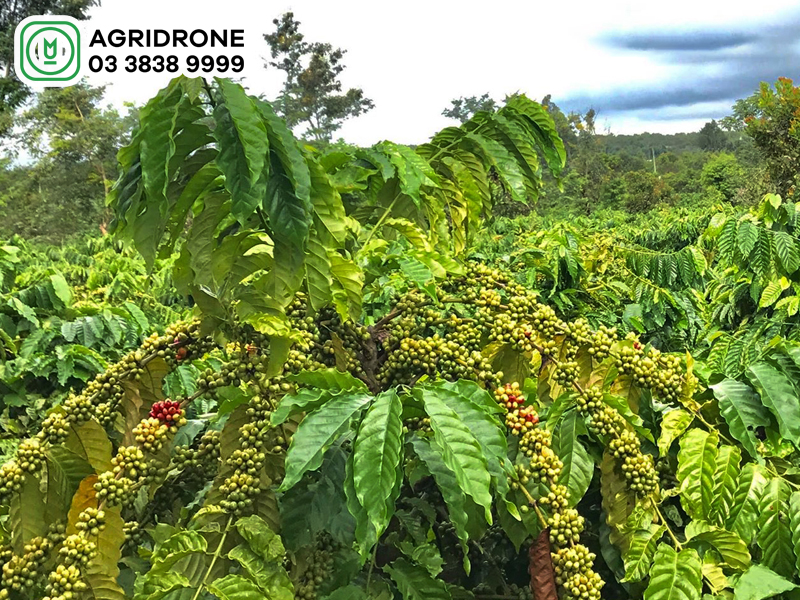ca phe Robusta 2