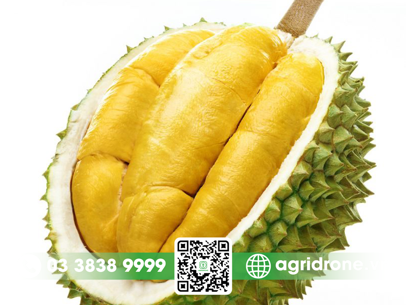 cach cham soc sau rieng musang king 1