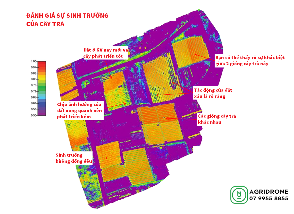 Danh gia su sinh truong cua cay tra result