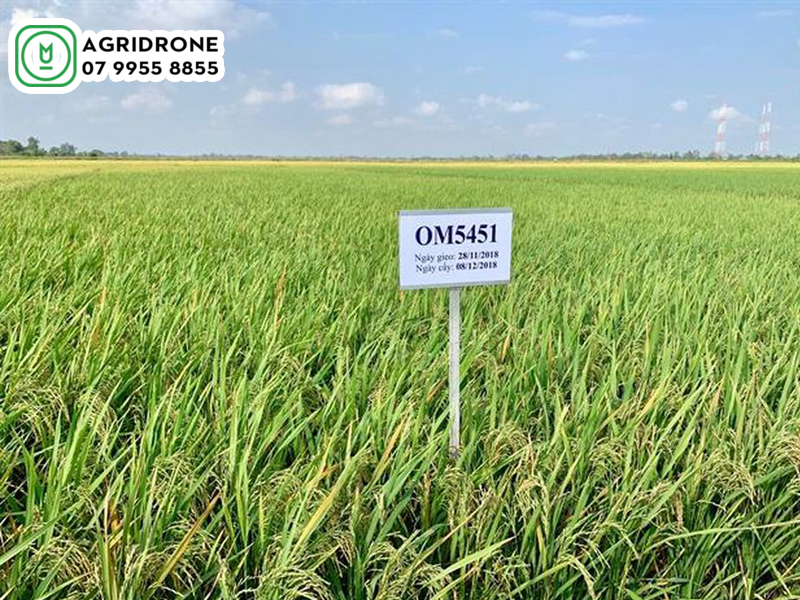 Giống lúa OM 5451: đặc tính gieo trồng và kỹ thuật canh tác