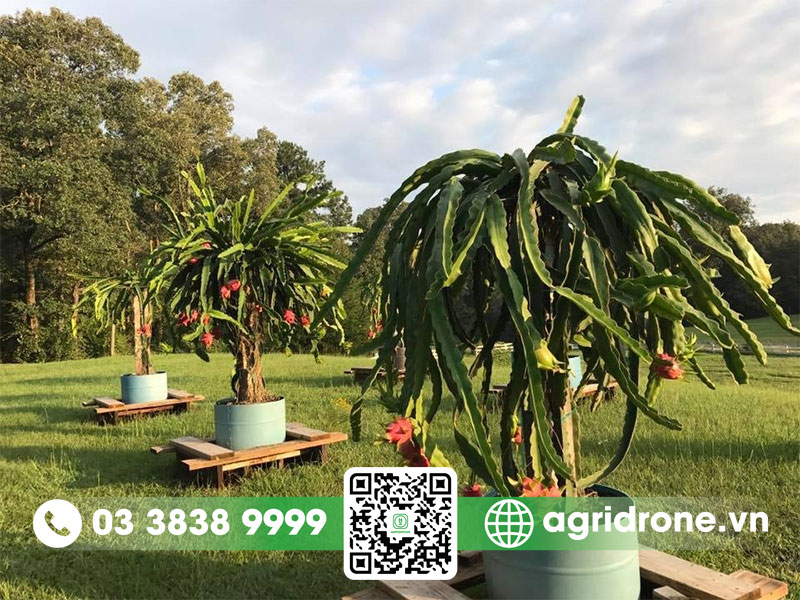 Cách trồng thanh long trong chậu tại nhà đơn giản