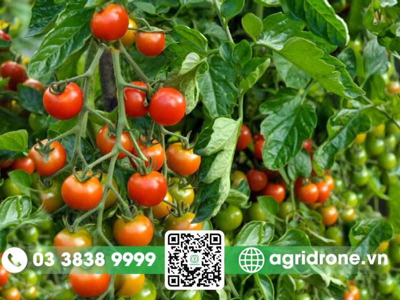 Kỹ thuật trồng cà chua vụ hè thu mang lại năng suất cao 2 Kỹ thuật trồng cà chua vụ hè thu đúng cách