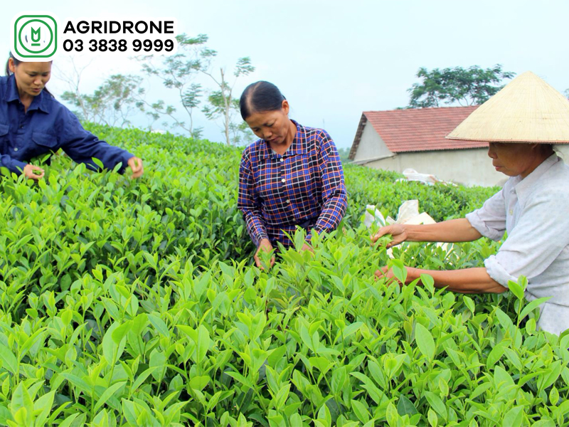 Bón phân lân có tác dụng gì? 3 bon phan lan co tac dung gi 3