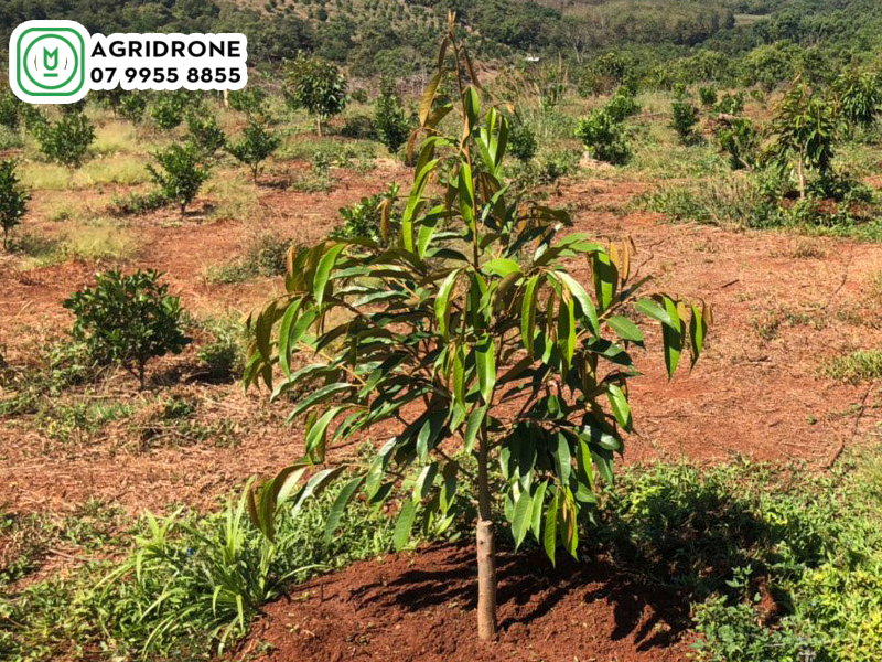 Sầu riêng mới trồng nên phun thuốc gì?