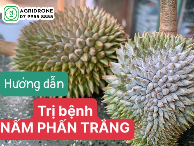 Bệnh phấn trắng sầu riêng nguyên nhân & cách phòng trị