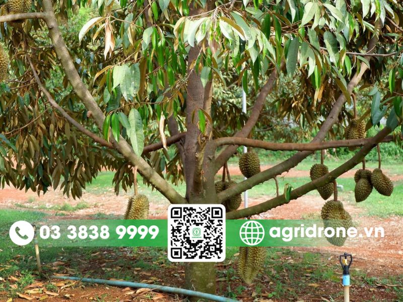 Các loại sâu bệnh hại phổ biến trên cây sầu riêng
