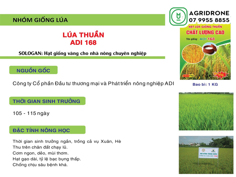 giong lua adi 168 02