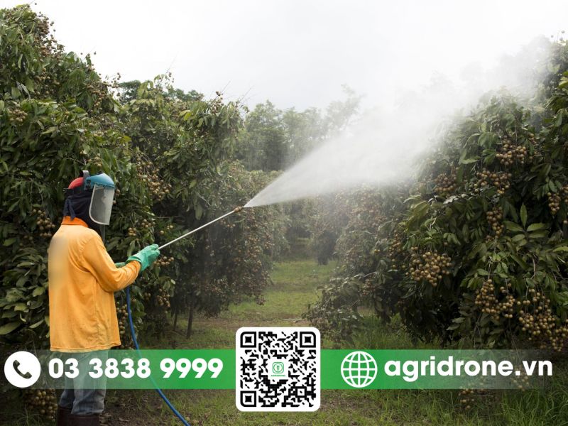 Phun thuốc trừ sâu cho cây ăn trái tại Tiền Giang trước đây như thế nào?