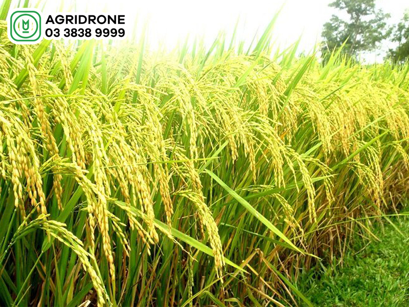 Giống lúa Việt Lai 20: Đặc tính & kỹ thuật canh tác
