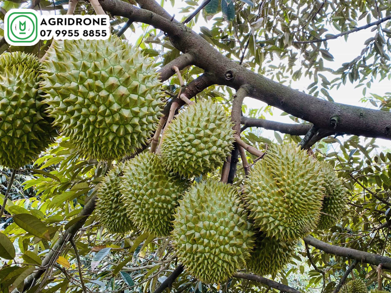 Máy bay phun thuốc Khánh Hòa