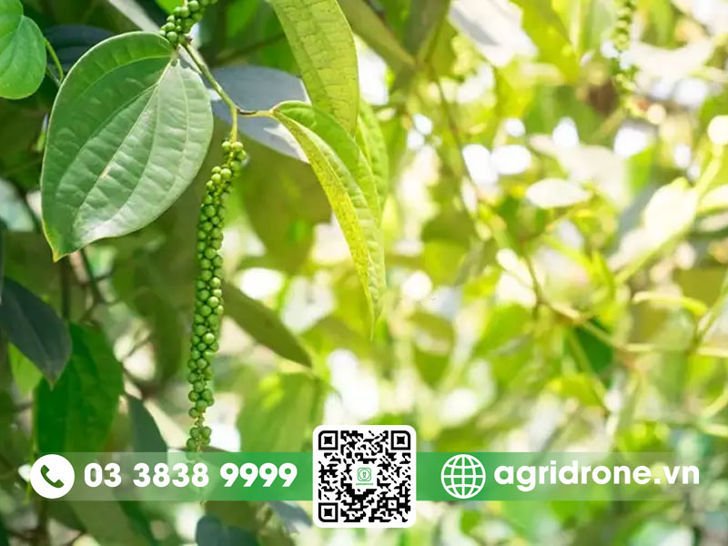 kích thích ra hoa cho cây hồ tiêu