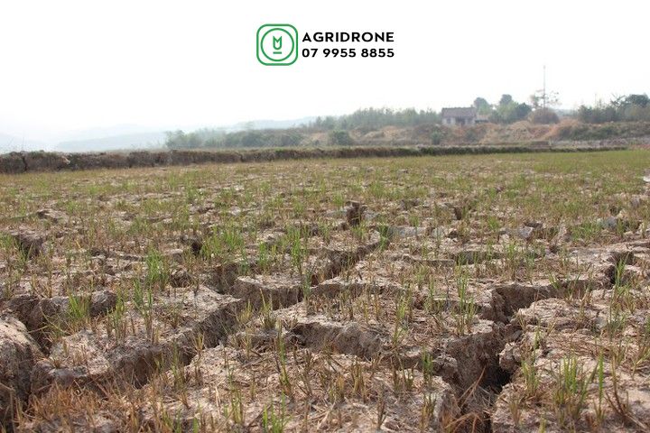 Thời tiết vụ đông xuân tại đồng bằng sông Cửu Long