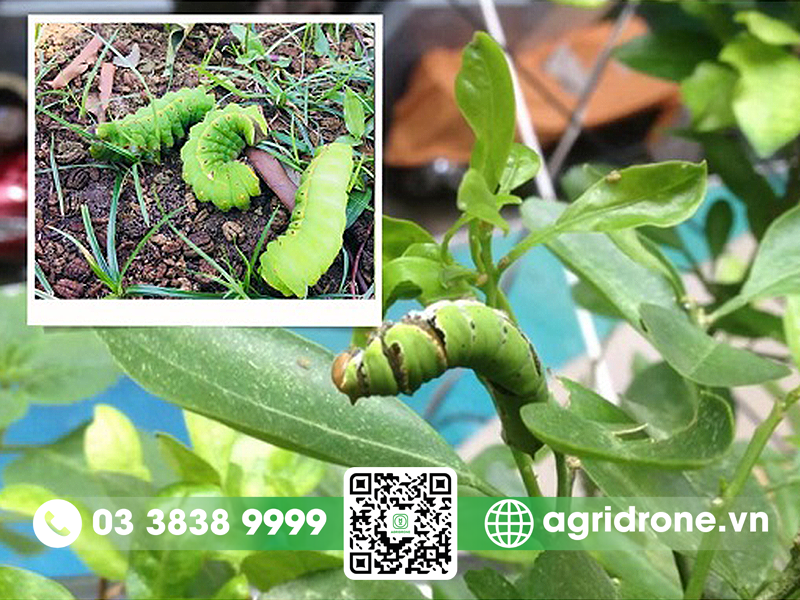 Sâu xanh hại cây ăn quả có múi 2 sau-xanh-hai-cay-an-qua-co-mui-1