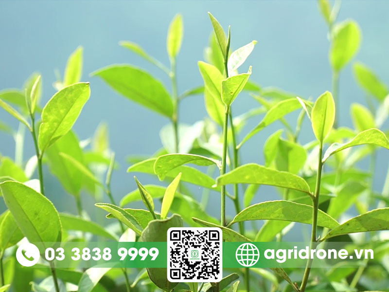 Cây chè xanh giống chất lượng cao hiện nay