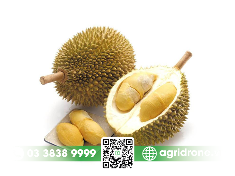 sau rieng monthong gia bao nhieu 3