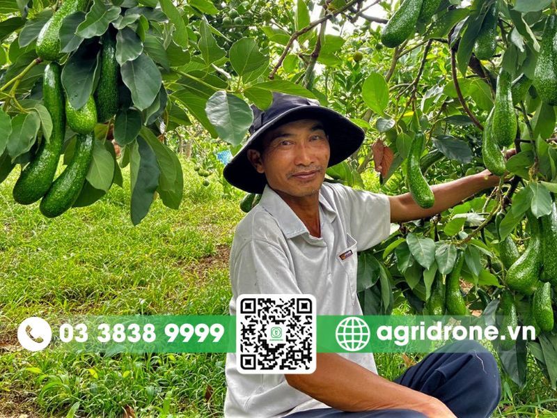 Tiềm năng kinh tế và thị trường của cây bơ việt nam