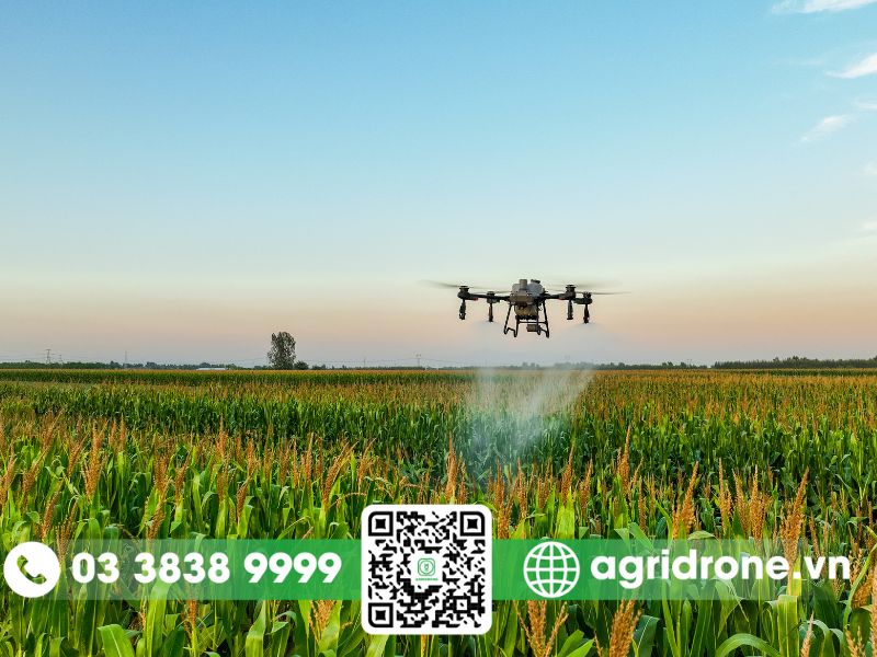 Hiệu quả trừ cỏ dại của thuốc Butapro 550EC phun bằng drone