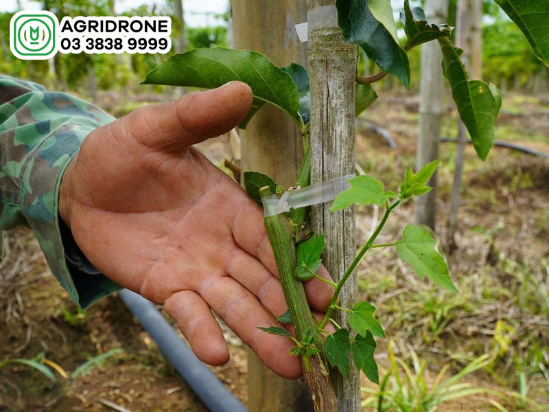 Cách chăm sóc chanh dây mới trồng hiệu quả cao