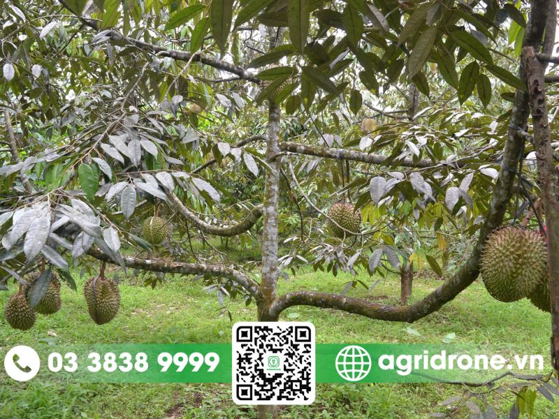 Các bệnh thường gặp trên cây sầu riêng