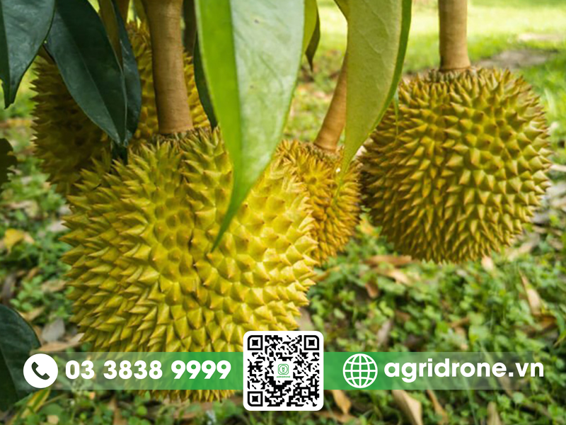 Sầu riêng Chín Hóa: nguồn gốc và đặc điểm