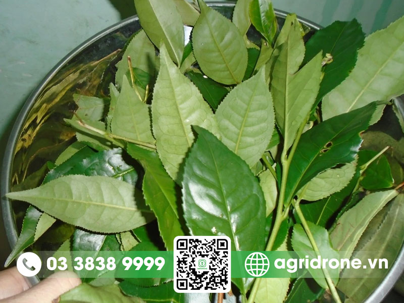 Cây chè xanh có tác dụng gì