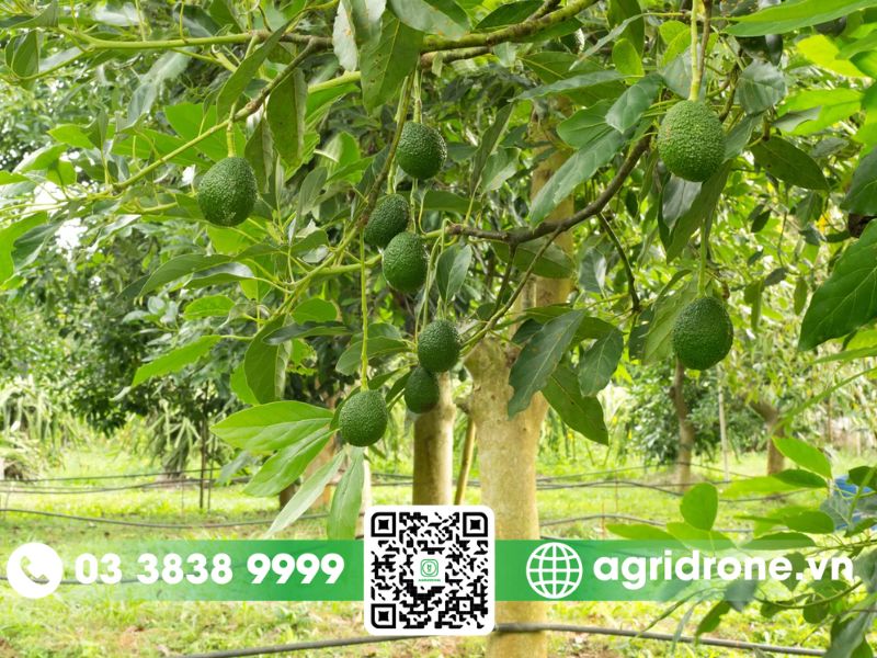 Các phương pháp phun thuốc trừ sâu cho cây bơ hiệu quả