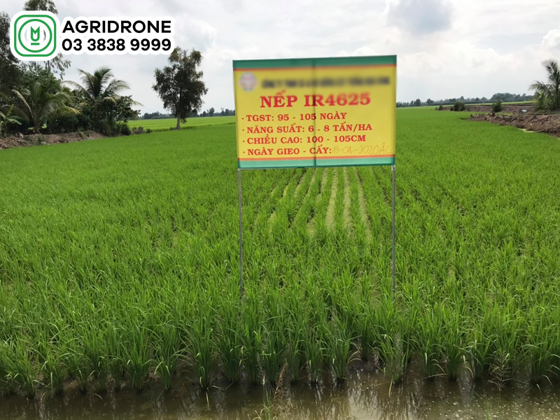 ky thuat trong lua nep 4625 2