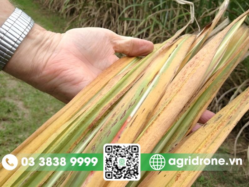 Sâu bệnh hại thường gặp trên cây mía