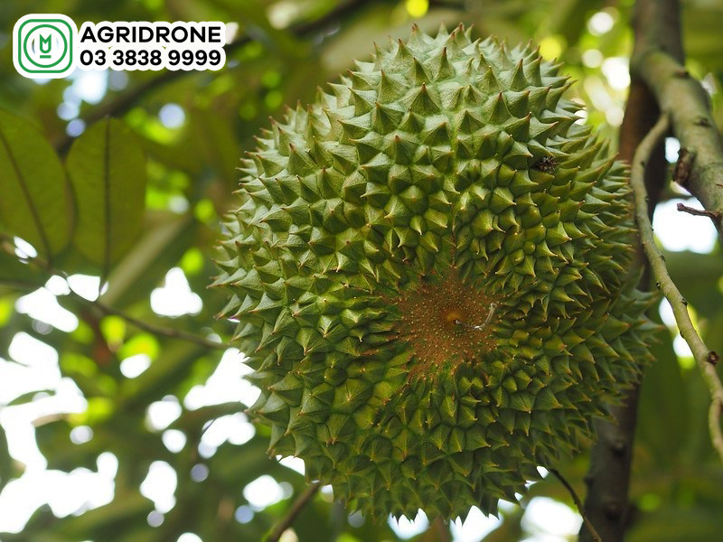sau rieng black thorn 1