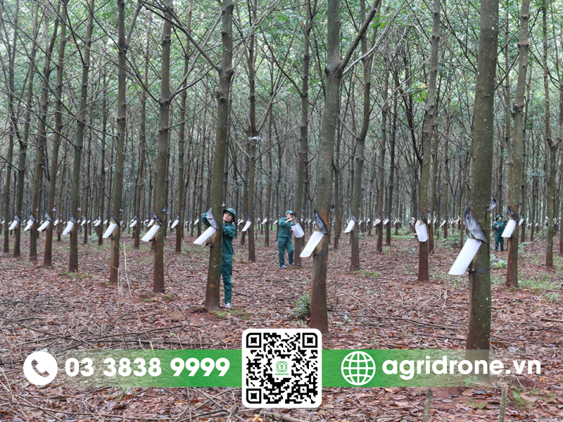Cách trồng cây cao su