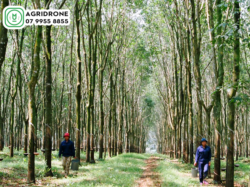 dich vu phun thuoc quang binh 01