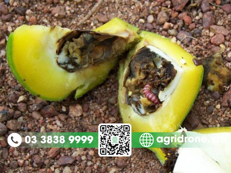 Các loại sâu bệnh hại xoài hay gặp và biện pháp phòng trừ 2 Sâu đục trái xoài (Noorda albizonalis)