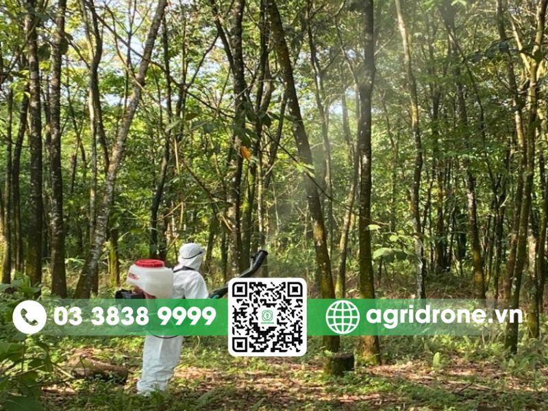 Cách chăm sóc cây cao su giai đoạn đầu đúng kỹ thuật 3 Những lưu ý khi chăm sóc cây cao su mới trồng