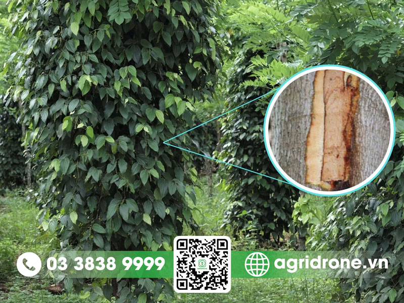 Bệnh rỉ sắt trên cây tiêu