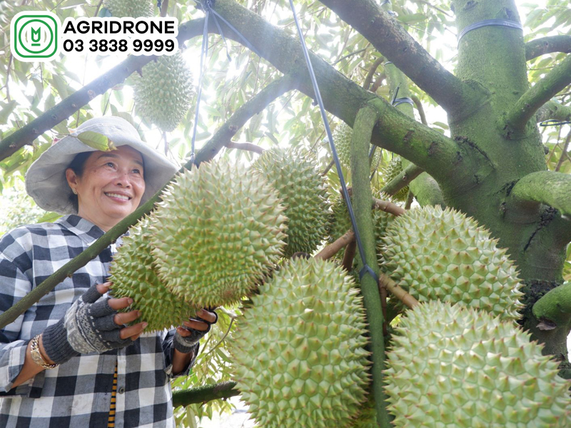 sau rieng chuong bo 1