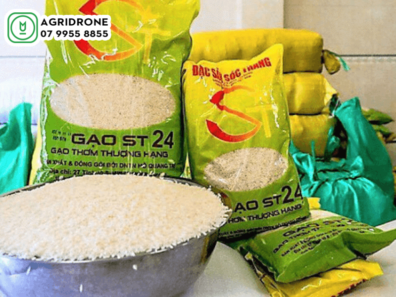 Giống lúa ST24: đặc điểm và hướng dẫn kỹ thuật canh tác