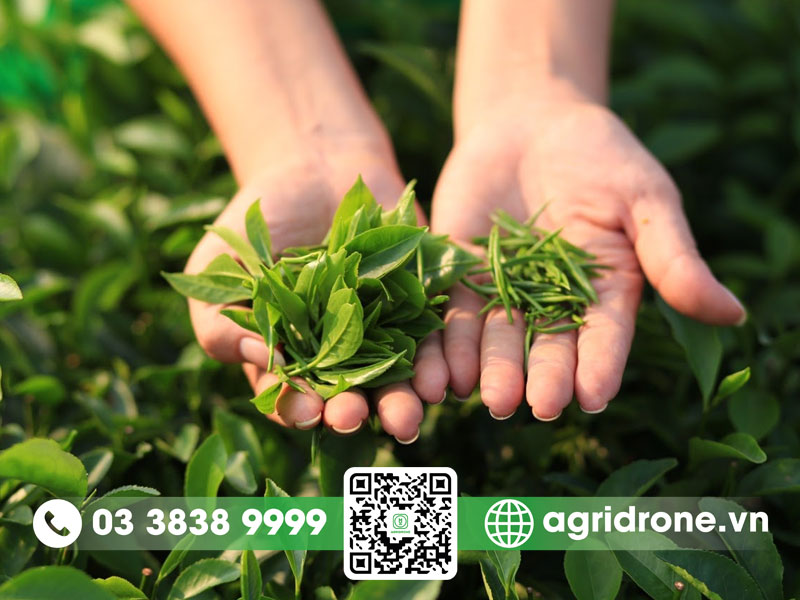 Cây chè Thái Nguyên: Đặc điểm, phân loại và cách trồng