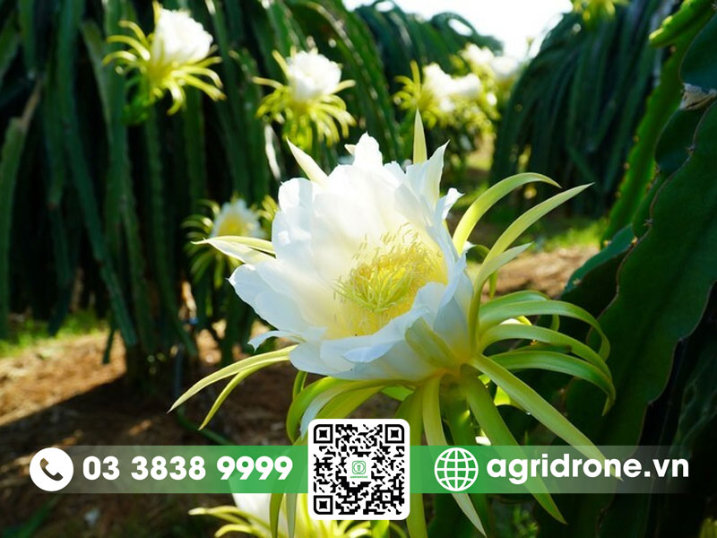 Đặc điểm cây thanh long có gì thú vị? 2 Đặc điểm cây thanh long