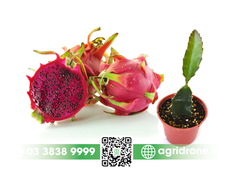 Ươm hạt cây thanh long thành công tại nhà