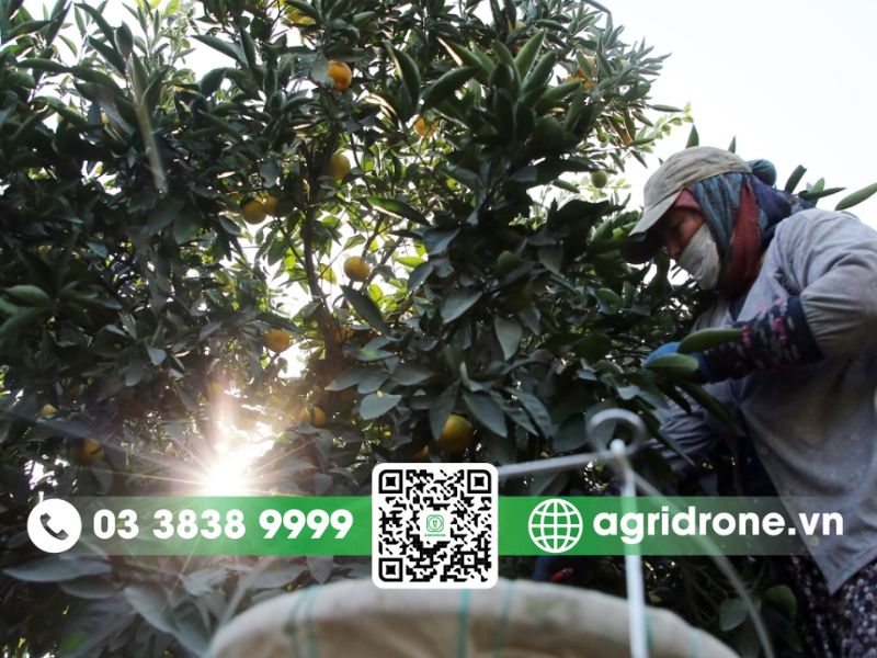 Các phương pháp phun thuốc trừ sâu cho quýt hiện đại 2 Lựa chọn thuốc trừ sâu an toàn và hiệu quả cho cây quýt