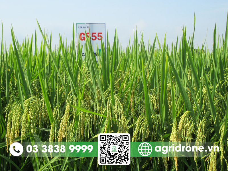 giong lua GS55 1