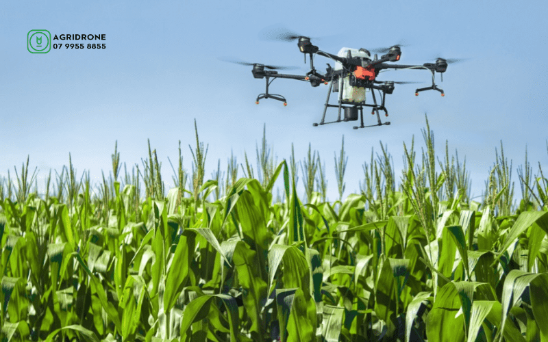 Giống lúa mì triticum aestivum được tạo nên từ đâu? 3 May-bay-phun-thuoc-DJI-Agras-T20-tren-ngo