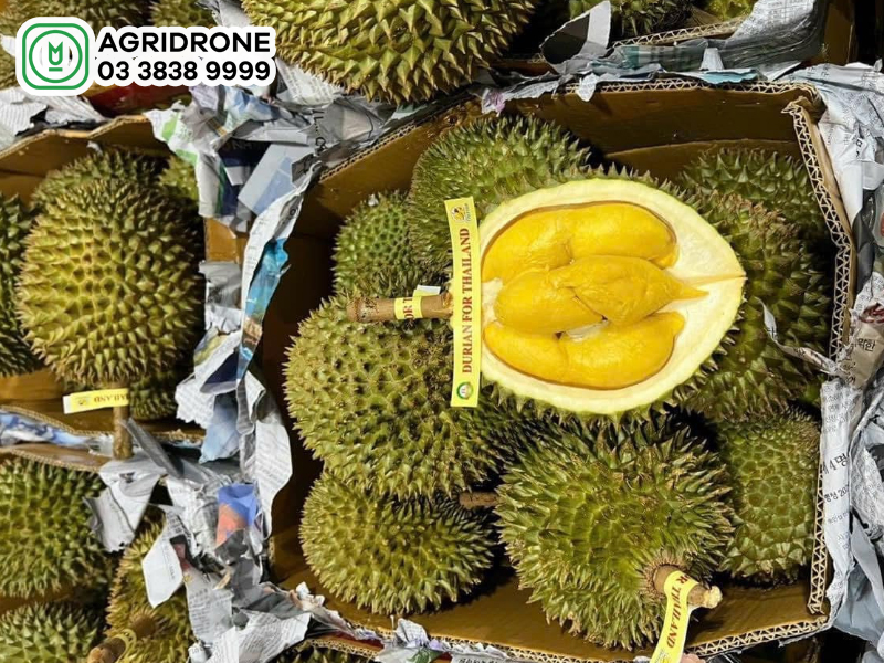 Giá sầu riêng Thái hôm nay bao nhiêu?